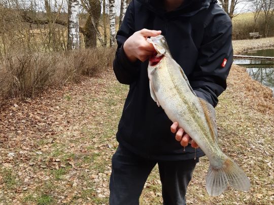 Zander-0