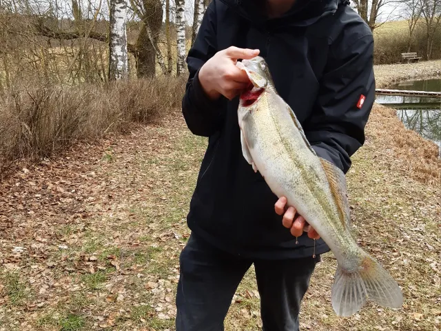 Zander