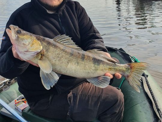 Zander