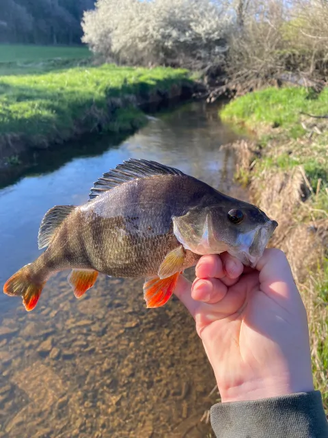 Flussbarsch