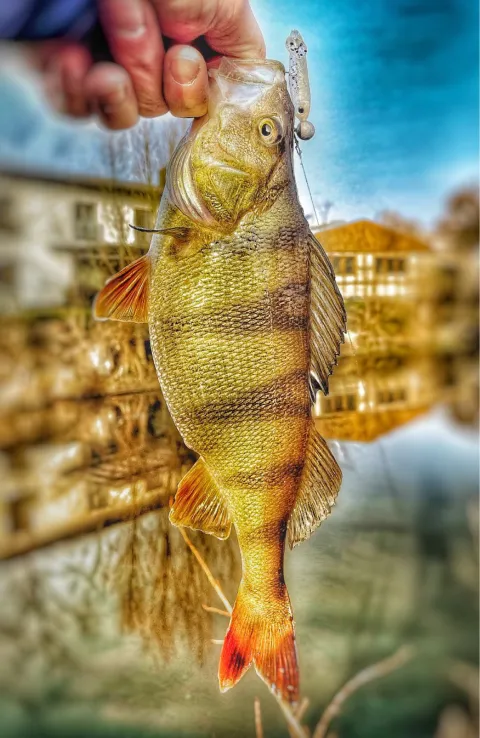 Flussbarsch