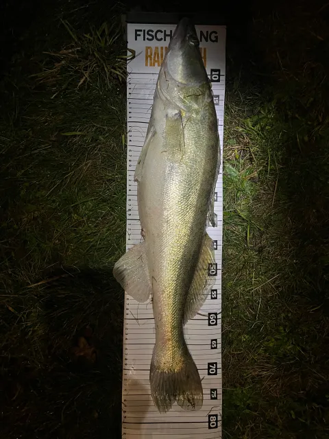 Zander