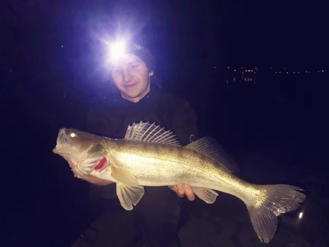 Zander