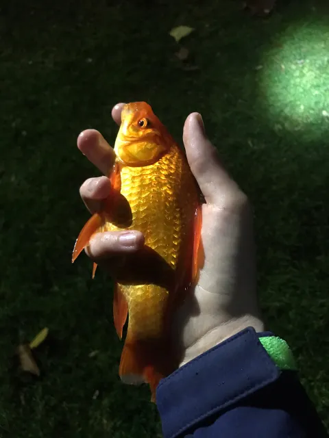 Goldfisch
