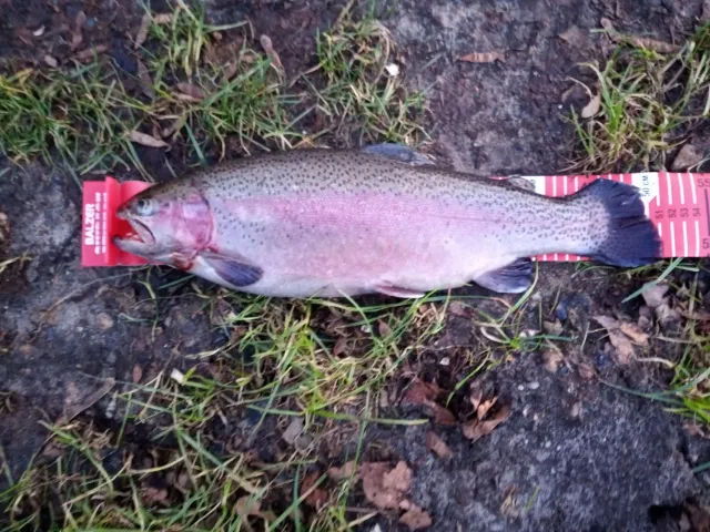 Regenbogenforelle
