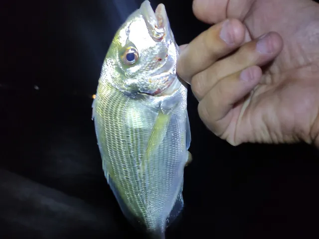Dorade