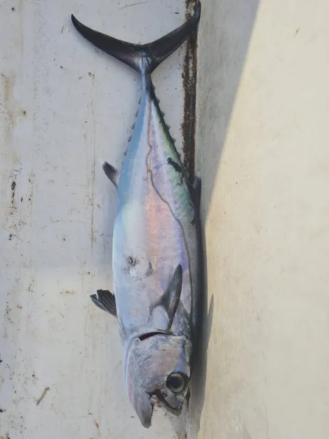 Thunfisch