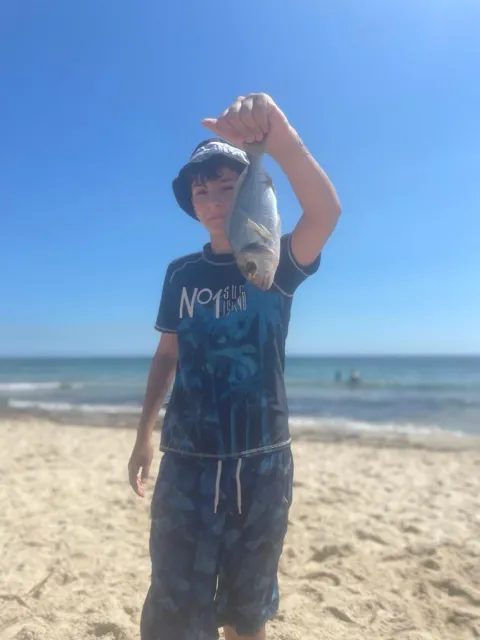 Dorade