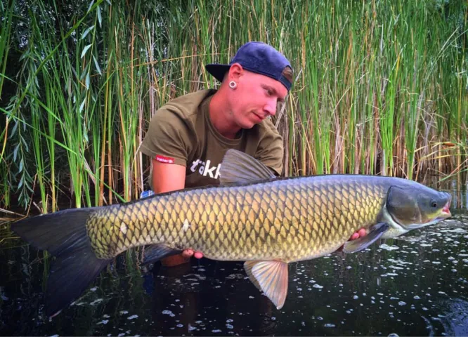Graskarpfen