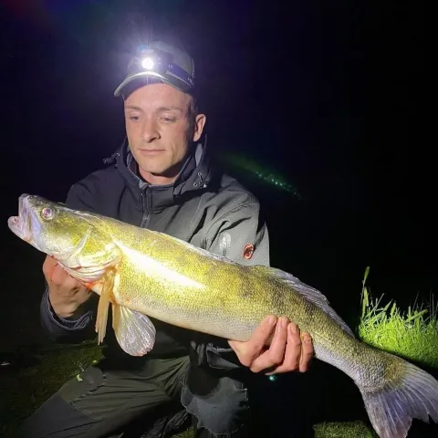 Zander