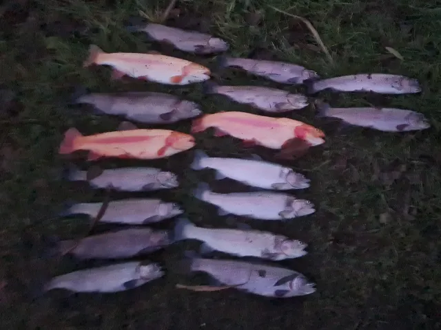 Regenbogenforelle