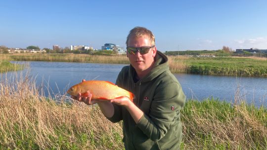 Goldorfe