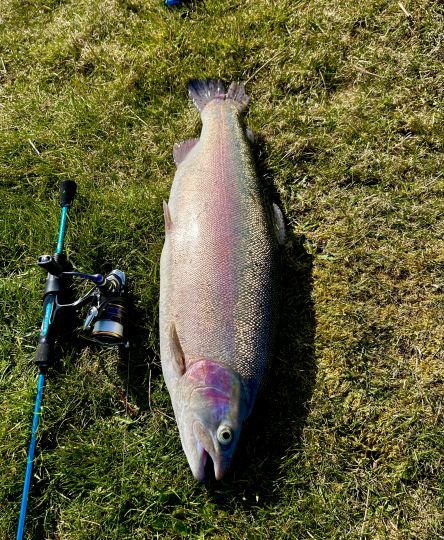 Regenbogenforelle