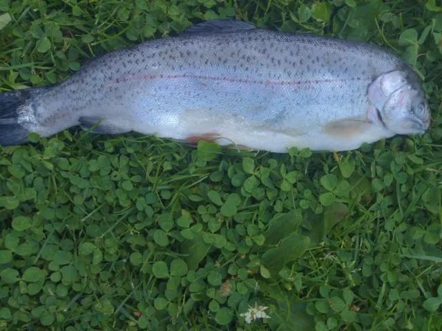 Regenbogenforelle