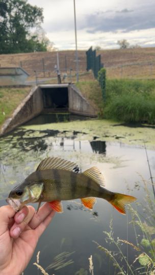 Flussbarsch