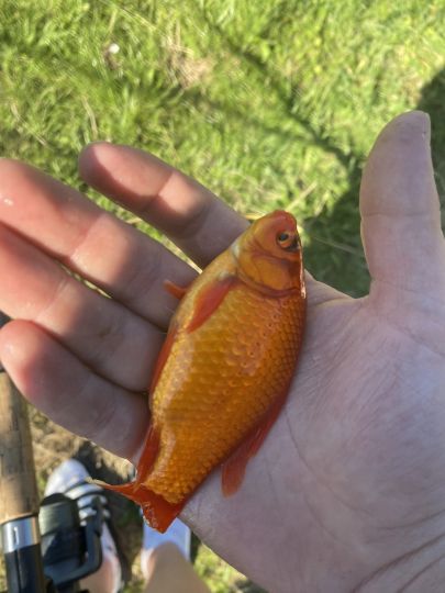 Goldfisch