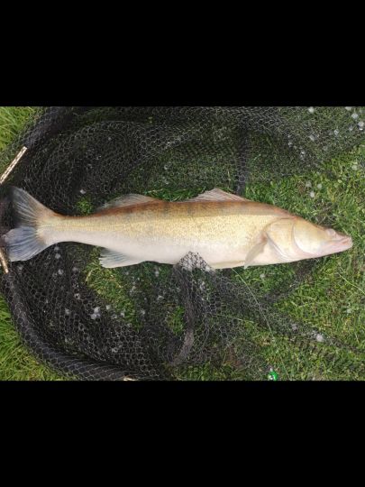 Zander