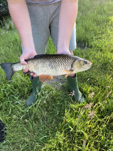 Döbel