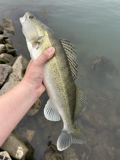 Zander