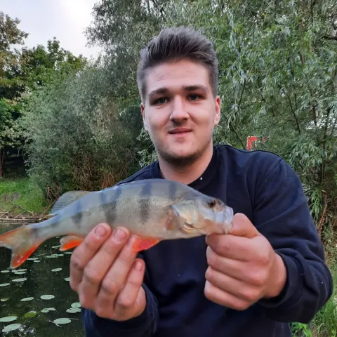 Flussbarsch