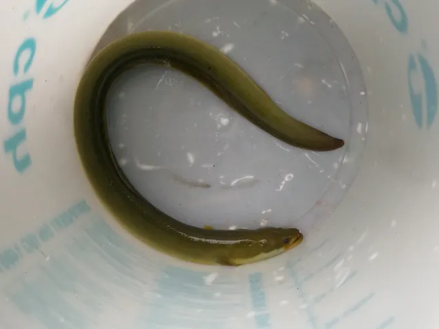 Aal