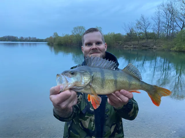Flussbarsch