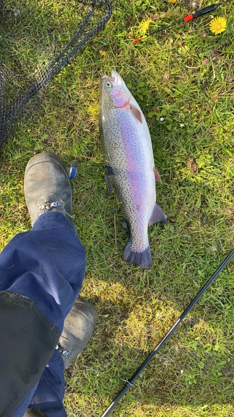 Regenbogenforelle