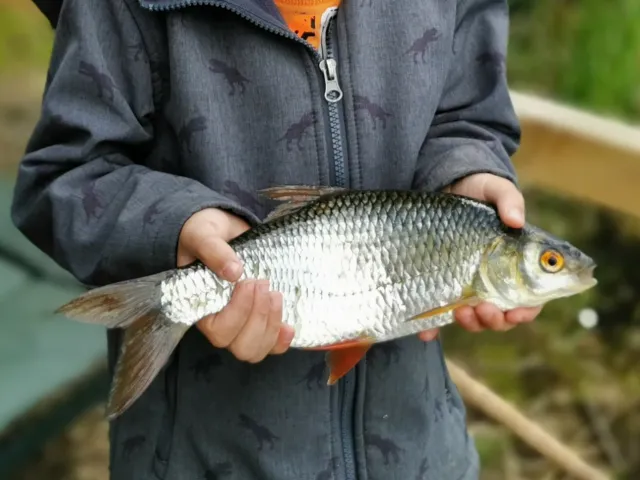 Rotauge