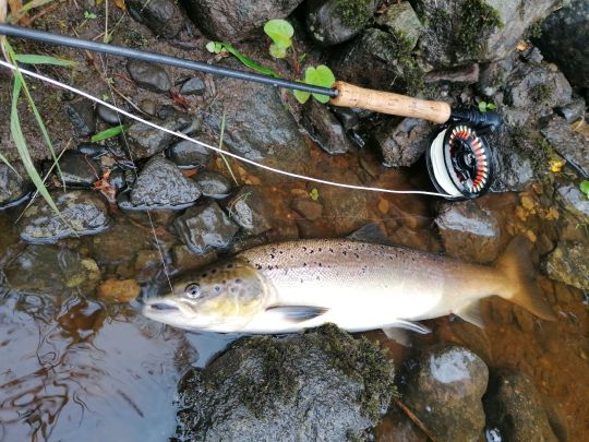 Lachs