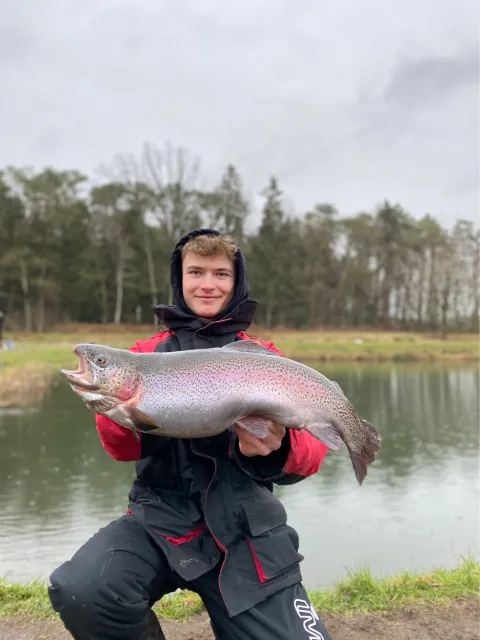 Regenbogenforelle