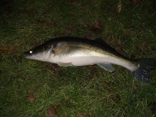 Zander