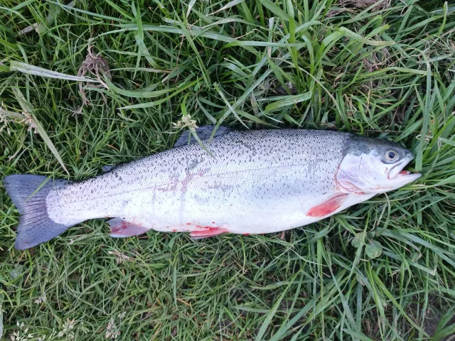 Regenbogenforelle