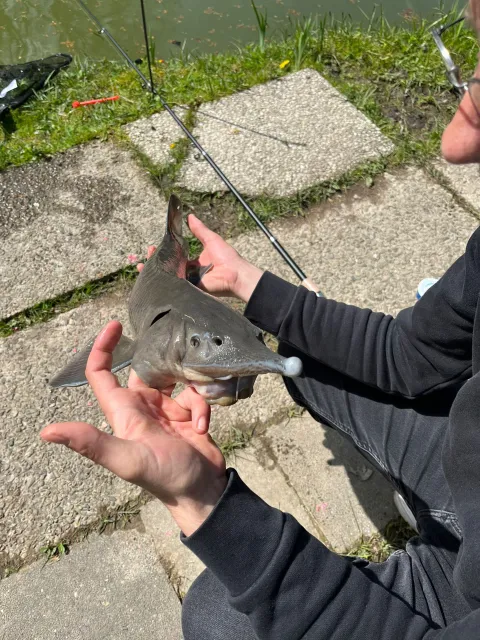 Stör