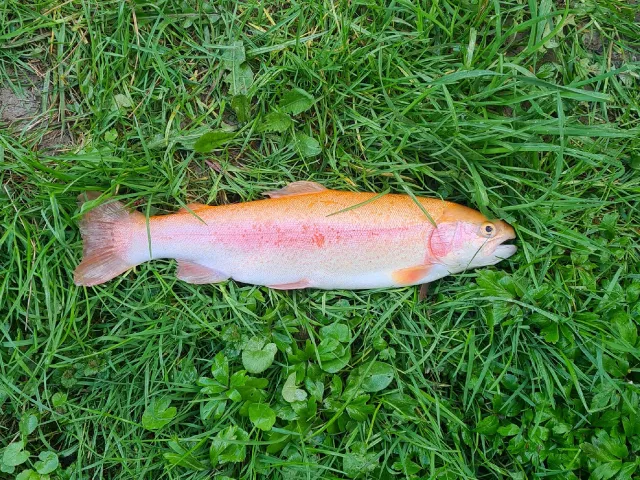 Goldforelle