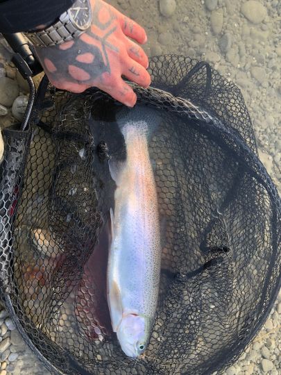 Regenbogenforelle