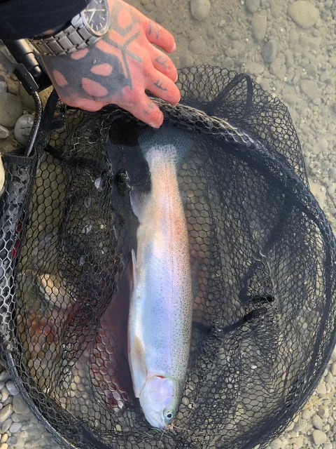 Regenbogenforelle