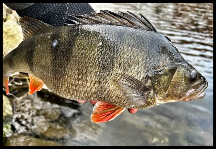 Flussbarsch