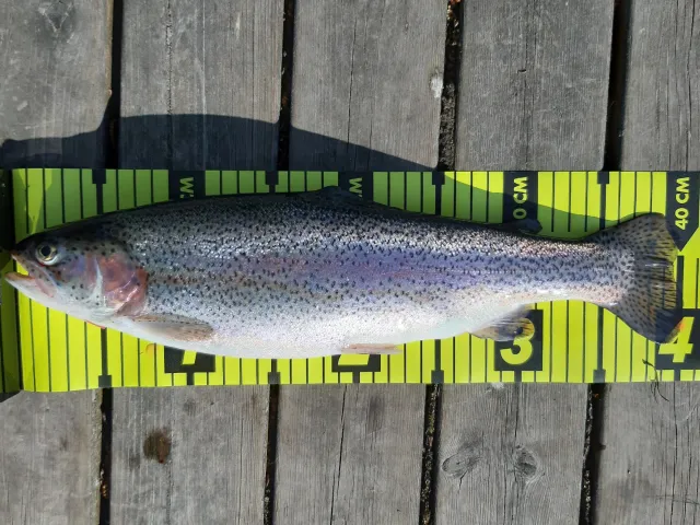 Regenbogenforelle