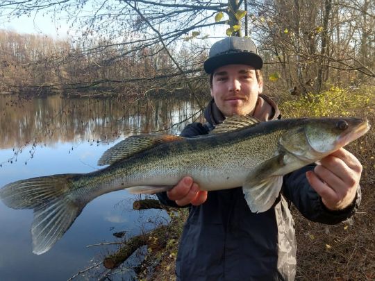 Zander