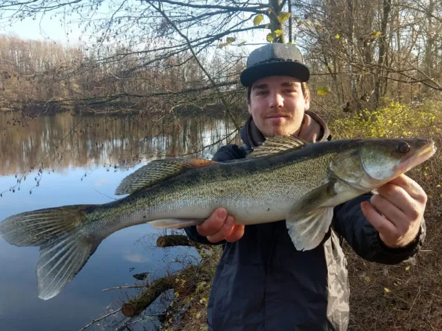 Zander
