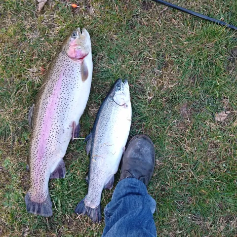 Regenbogenforelle