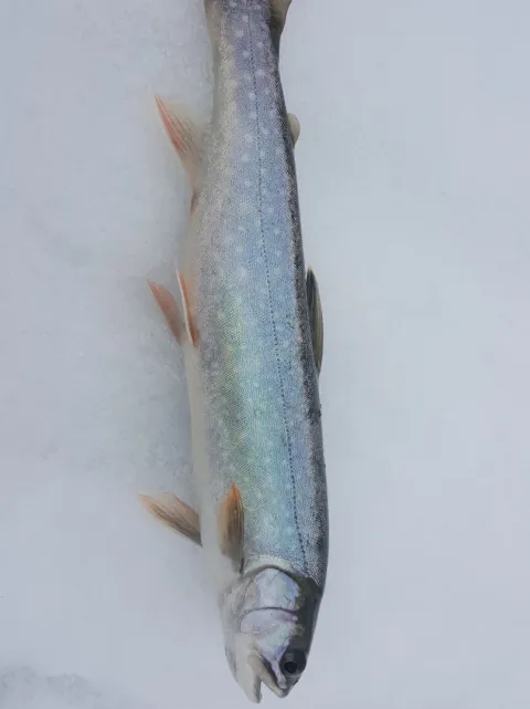 Seesaibling