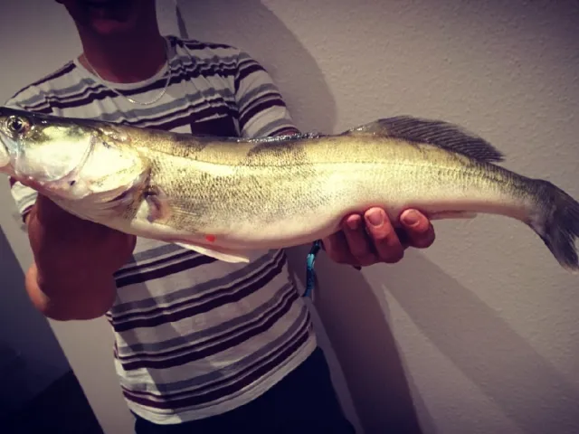 Zander