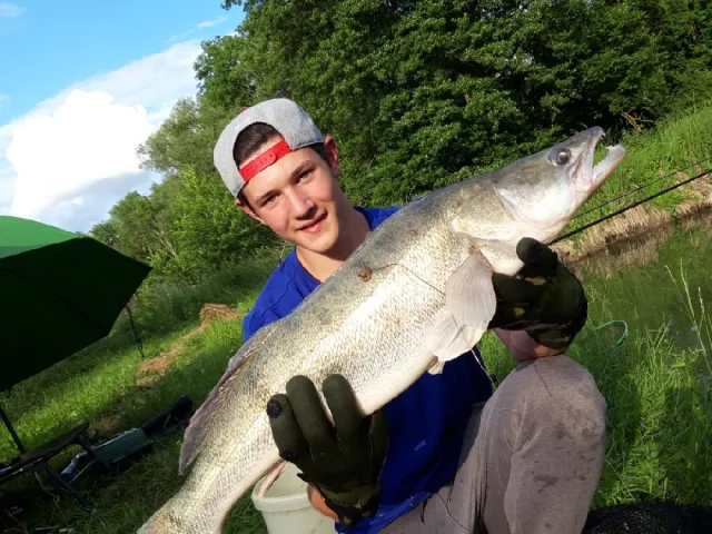 Zander