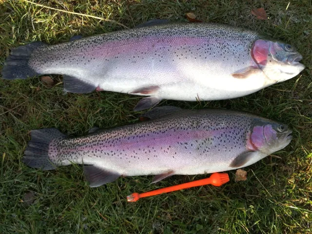 Regenbogenforelle