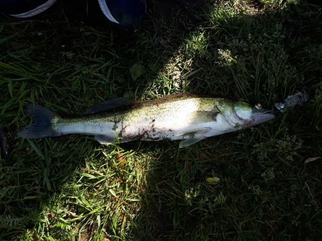 Zander