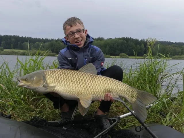 Graskarpfen