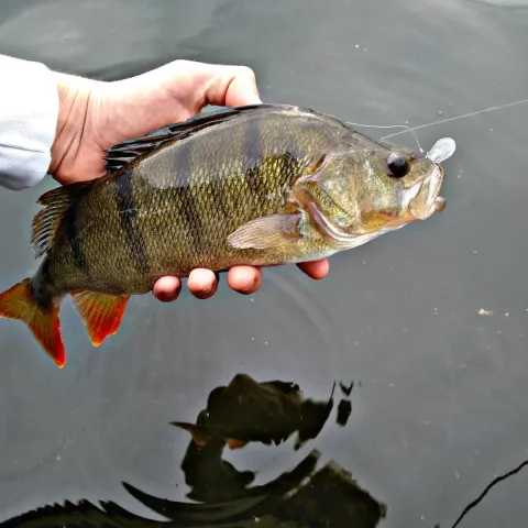 Flussbarsch