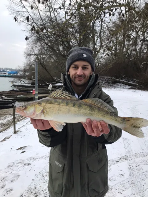 Zander