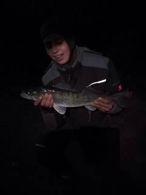 Zander